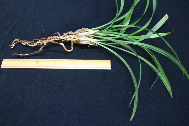 ���ӥ���ܣ�