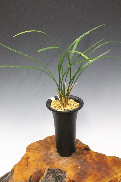 �Ȥ�����