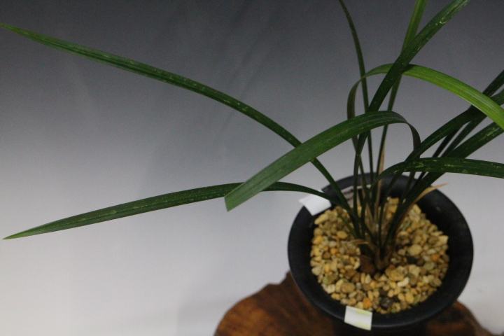 �Ȥ�����