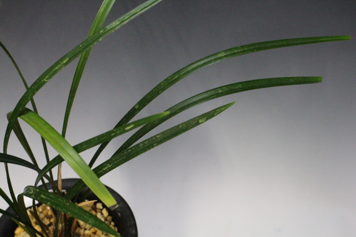 �Ȥ�����