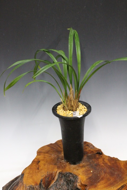 �����ң�