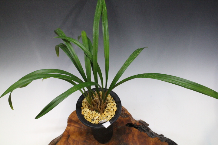 �����ң�