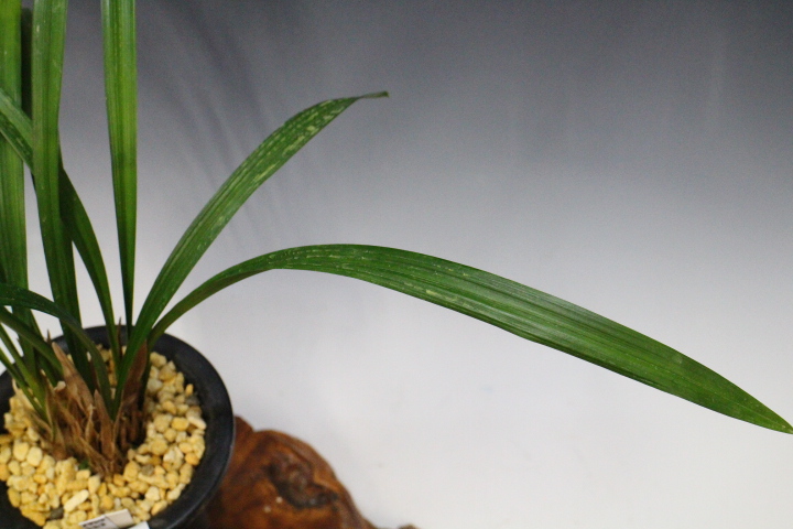 �����ң�