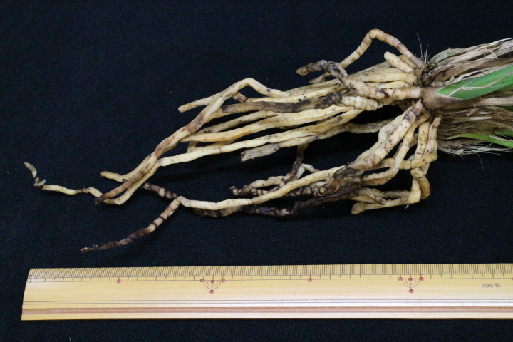 �����ң�