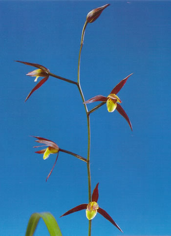 ���������ٻ�