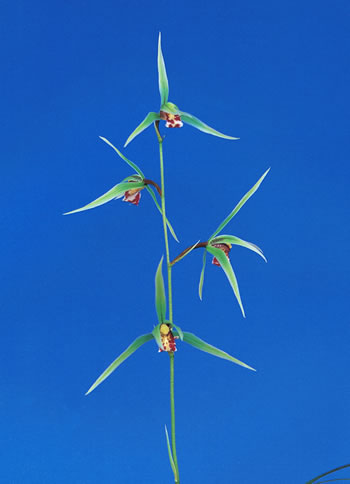 No:3469綾小町 - 寒蘭/山野草販売【東美園】