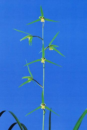 No:3462弁財天 - 寒蘭/山野草販売【東美園】