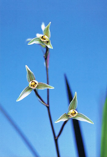 No:5061童女 - 寒蘭/山野草販売【東美園】