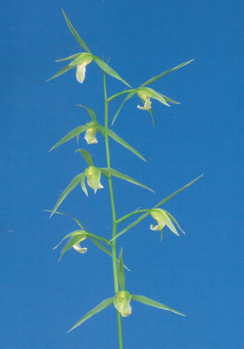 土佐寒蘭・元翠・（青花・一文字大輪）・（３条立ち）