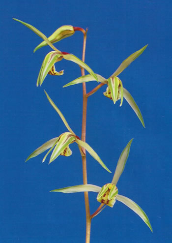 金手まり】 寒蘭 山野草 東洋蘭 ① No:2341品代錦 - 寒蘭/山野草