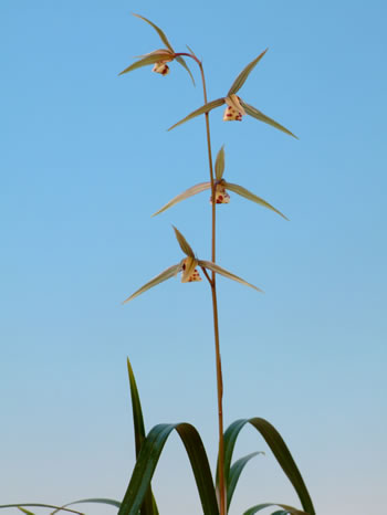 No:5458羆 - 寒蘭/山野草販売【東美園】