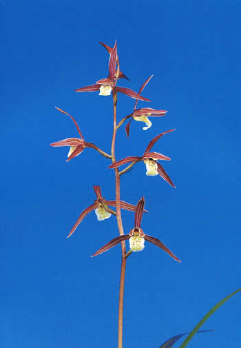 No:3081蛍の舞 - 寒蘭/山野草販売【東美園】