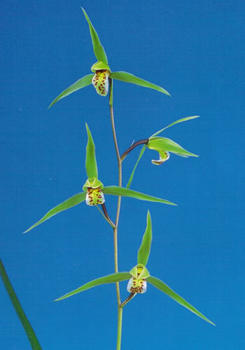 No:3382一酔 - 寒蘭/山野草販売【東美園】