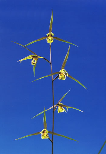 No:2445清美 - 寒蘭/山野草販売【東美園】