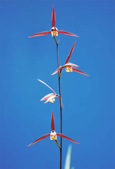 No:4153恵 - 寒蘭/山野草販売【東美園】