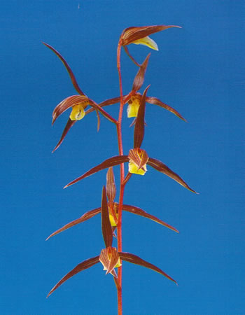 No:2376渚 - 寒蘭/山野草販売【東美園】