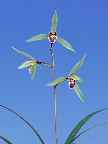 ��������ε