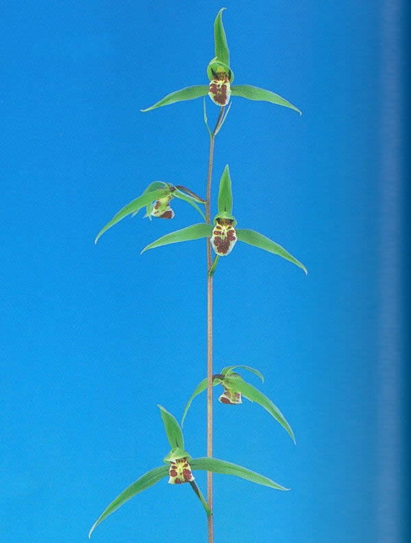 ��������Ǽ��