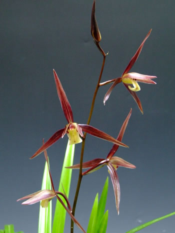 No:4025赤帝 - 寒蘭/山野草販売【東美園】