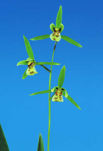 No:2642四万十の月 - 寒蘭/山野草販売【東美園】