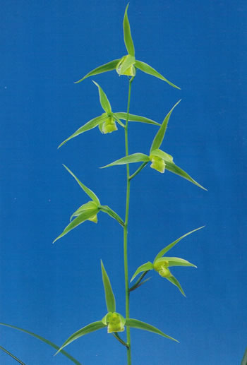 No:2363素光 - 寒蘭/山野草販売【東美園】