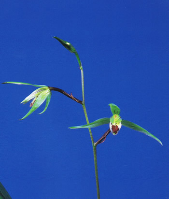 No:3413蒼天の星 - 寒蘭/山野草販売【東美園】