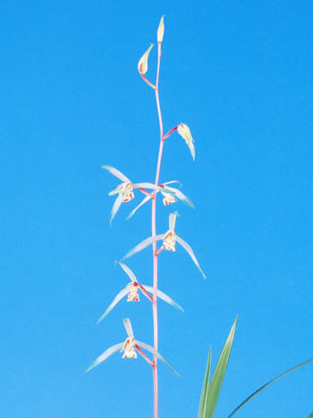 寒蘭-25318-5H まとめ売り 13苗 交配種 寒蘭専門店 東洋蘭センター / 交配