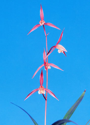 No:3048土佐優月 - 寒蘭/山野草販売【東美園】