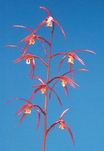 No:3269桃里 - 寒蘭/山野草販売【東美園】