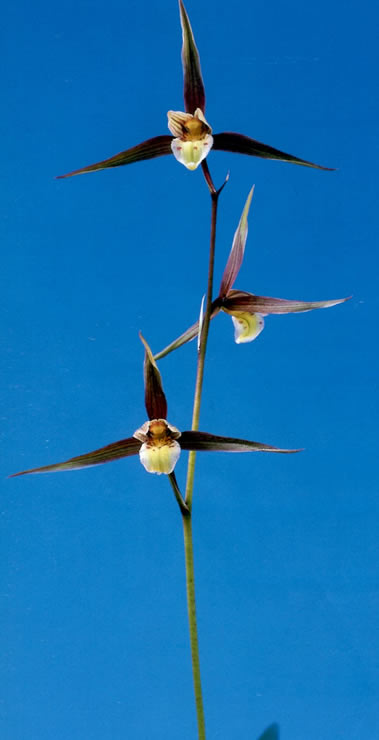 No:3139月の誉 - 寒蘭/山野草販売【東美園】