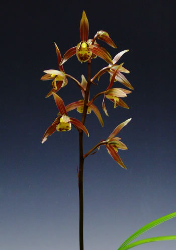 �����û�Ƹ��