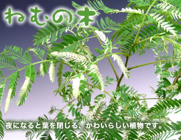 春の山野草/ゆきもち草