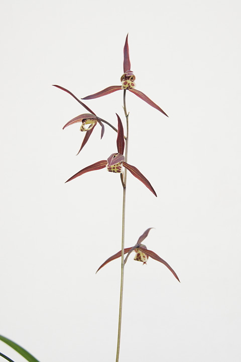 寒蘭/展示会【高知県寒蘭協会】