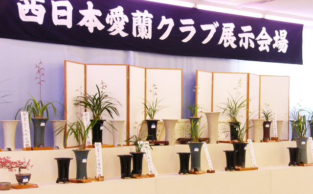 寒蘭の展示会