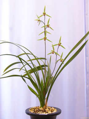 高知県産無銘の特花