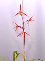 寒蘭の展示会・高知県寒蘭協会