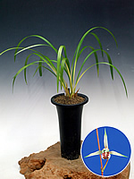 荒城の月